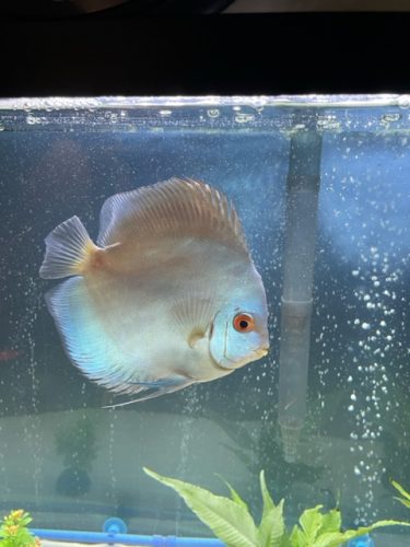 Neon Sapphire Discus photo review