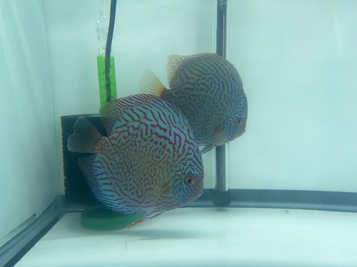 German Red Turquoise Discus, Proven Breeding Pair photo review