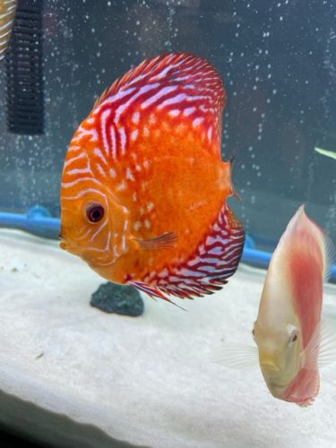 Marlboro Red Panda Discus photo review