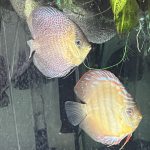 F1 Ica Red Discus photo review