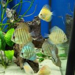 Striated Red Throwback Discus photo review