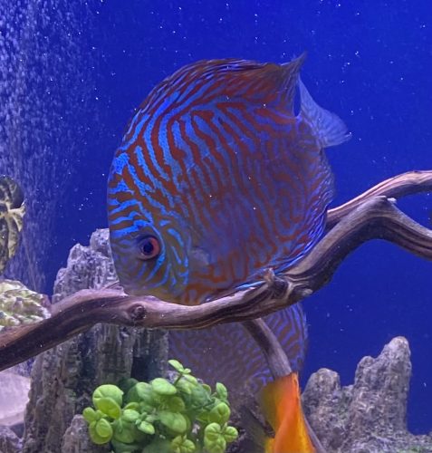 High Bodied Blue Tiger Turquoise Discus photo review