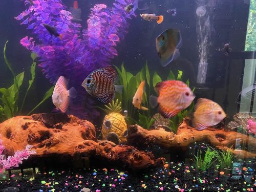 Penang Blue Knight Discus photo review