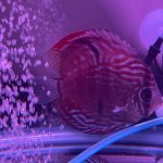 Royal Heckel Cross Discus photo review