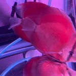 Classic San Merah Discus photo review