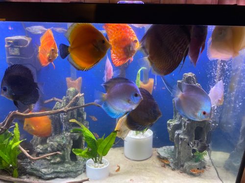 Classic Deep Blue Diamond Discus photo review