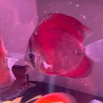 Classic San Merah Discus photo review