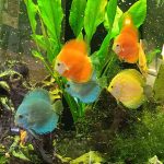 Neon Sapphire Discus photo review