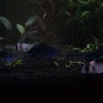 Jet Black German Ram Cichlid photo review