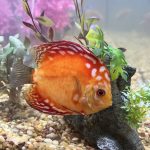 Marlboro Red Panda Discus photo review