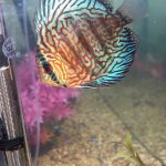 German Red Turquoise Discus, Red Base photo review