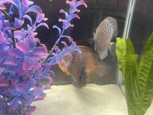 Super Eruption Discus, Blue Base photo review