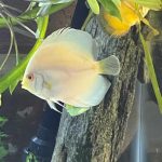 Albino Platinum Discus photo review