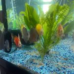 Assorted Premium Discus 10-Pack photo review