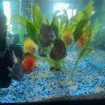 Assorted Premium Discus 10-Pack photo review