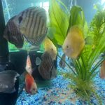 Assorted Premium Discus 10-Pack photo review