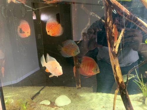 Classic San Merah Discus photo review