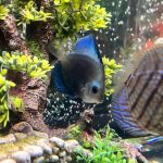 Cobalt Discus With Deep Blue Gene photo review