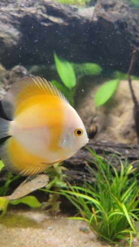 Golden Diamond Discus photo review