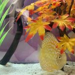 Golden Pearl Pigeon Snakeskin Discus photo review