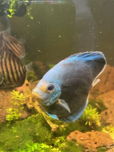 Cobalt Discus With Deep Blue Gene photo review