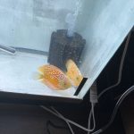 Yellow Rafflesia Discus, Proven Breeding Pair photo review