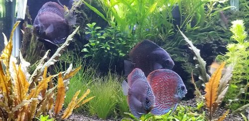 German Red Turquoise Discus, Red Base photo review