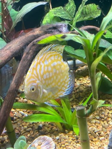 Golden Pearl Pigeon Snakeskin Discus photo review