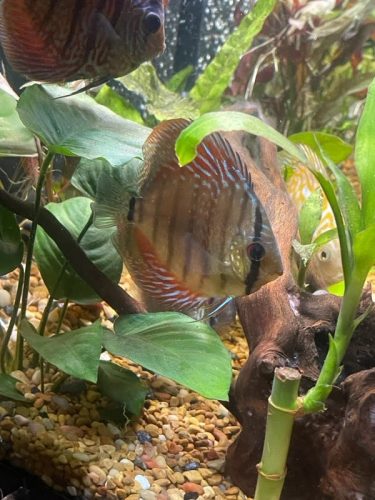 Royal Heckel Cross Discus photo review