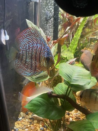 German Red Turquoise Discus, Red Base photo review