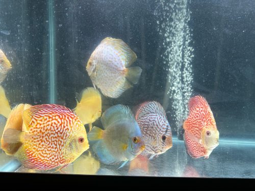 Sky Blue Cobalt Discus photo review