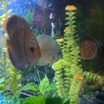 German Red Turquoise Discus, Blue Base photo review