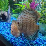 German Red Turquoise Discus, Blue Base photo review