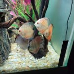 Yellow-Faced Ghost Discus photo review