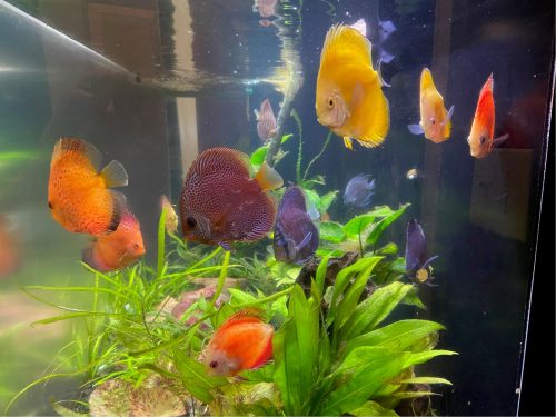 Super Eruption Discus, Blue Base photo review