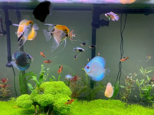 Classic Deep Blue Diamond Discus photo review