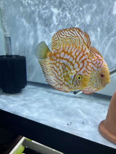 Orange Checkerboard Pigeon Discus, Proven Breeding Pair photo review