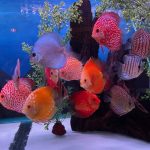 Silver Pigeon Leopard Discus photo review