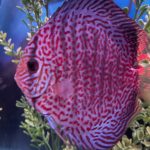 Blue Tiger Snakeskin Discus photo review