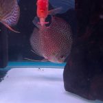 Super Eruption Discus, Blue Base photo review