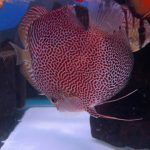 Super Eruption Discus, Blue Base photo review