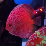 Silver Pigeon Leopard Discus photo review