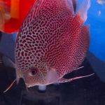 Super Eruption Discus, Blue Base photo review