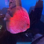 Silver Pigeon Leopard Discus photo review