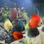 Fuji Red Discus photo review