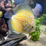 Yellow Rafflesia Discus photo review