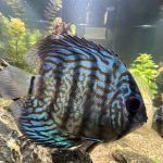 Galaxy Turquoise Discus photo review