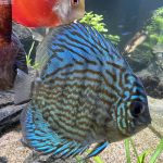 Penang Blue Knight Discus photo review