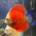 Fuji Red Discus photo review