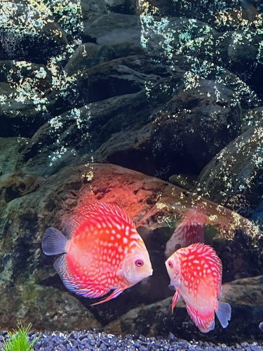 Golden Pigeon Leopard Discus, White Base photo review